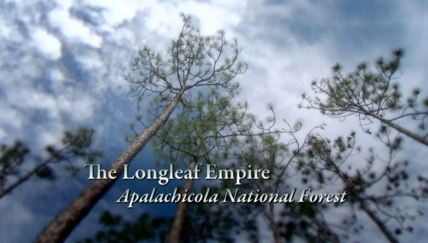 The Longleaf Empire – Appalachicola National Forest
