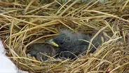 Mountain Diaries | Filming Glacier Birds