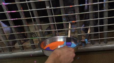 Video thumbnail: KVIE Arts Showcase Sacramento Zoo Enrichment