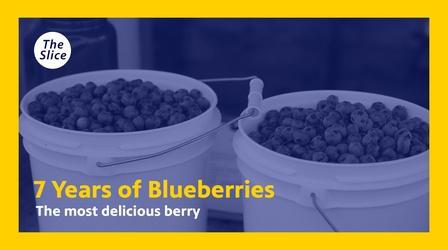 Video thumbnail: The Slice What about blueberries?