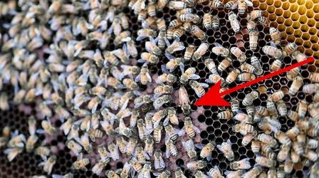 Video thumbnail: Carolina Snaps Honeybee Farm (Queen Bee)