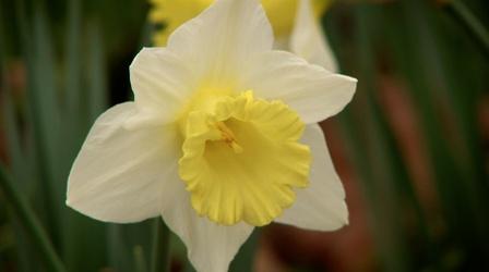 Video thumbnail: Virginia Home Grown A legacy of daffodils
