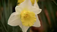 A legacy of daffodils