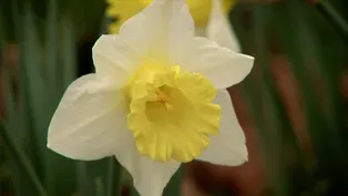 A legacy of daffodils