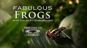 Video thumbnail: KENW-PBS New Mexico Presents Nature: Fabulous Frogs