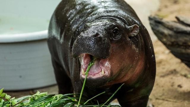 Moo Deng, baby hippo who took social media by storm, turns 1