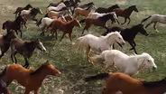 Introduction to "Taking the Reins"
