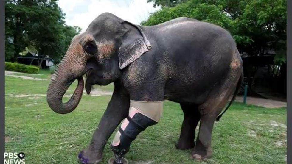 Helping animals walk again is this man’s passion image