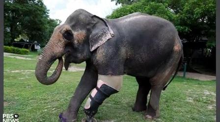 Video thumbnail: PBS NewsHour Helping animals walk again is this man’s passion