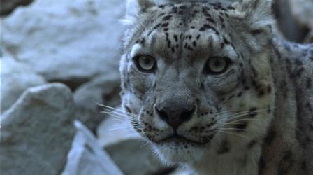 Living with Snow Leopards–Tashi’s Story: A NATURE Short Film