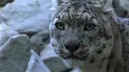 Living with Snow Leopards–Tashi’s Story: A NATURE Short Film