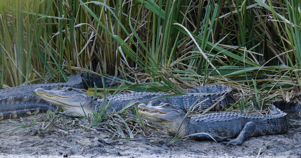 Texas Parks and Wildlife | Living with Alligators, Lake Whitney ...