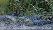 Living with Alligators, Lake Whitney, Aspiring Archaeologists