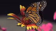 D4K: Butterflies