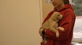 ANIMAL ADOPT