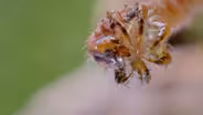 How Carnivorous Caterpillars Attack Their Prey
