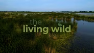 The Living Wild Promo