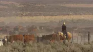 Cattle Drives