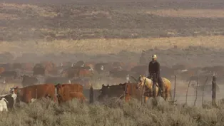 Cattle Drives