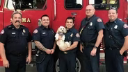 A Paws for Healing