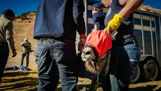 The high stakes job of moving a herd of bighorn sheep