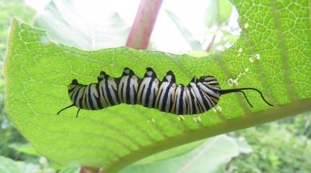 Video thumbnail: Nature Monarch Larva Monitoring Project - Spanish