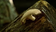 Fungus Farming