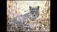 Missouri Wildlife: Close-Up