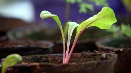 Video thumbnail: Virginia Home Grown Harding Street Urban Agriculture Center