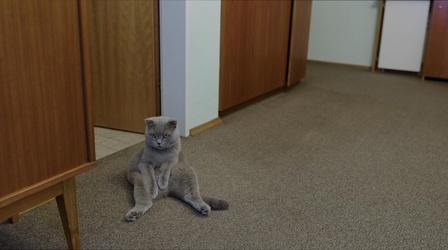 Video thumbnail: POV All Cats Are Grey in the Dark