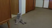 All Cats Are Grey in the Dark