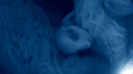 Video thumbnail: Nature Wearable Camera Reveals Newborn Meerkats