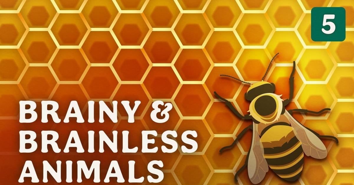 Crash Course Zoology Brainy & Brainless Animals Episode 5 WGCUPBS