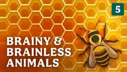 Brainy & Brainless Animals