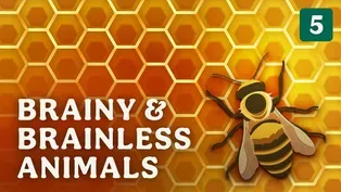 Brainy & Brainless Animals