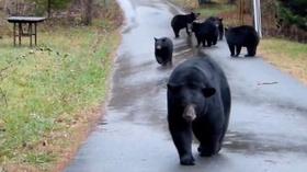 Video thumbnail: SciTech Now North Carolina Black Bears, Sea Turtles & 3-D printing
