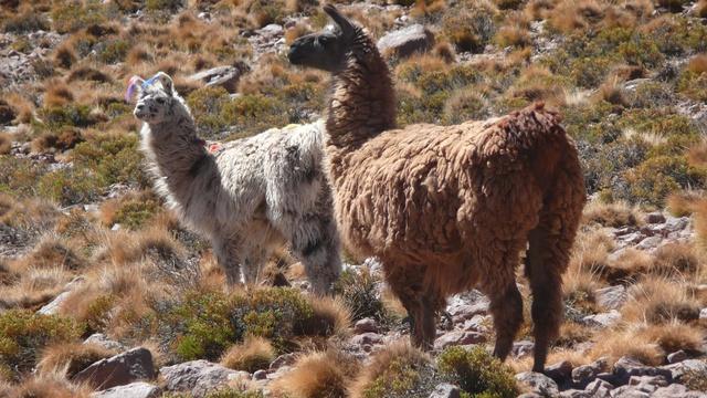 Chile: Driest Place on Earth