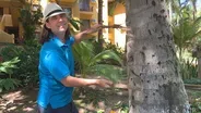 Making Instruments with Natural Materials