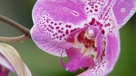 Video thumbnail: Virginia Home Grown Building a Terrarium; Orchids (#1901)