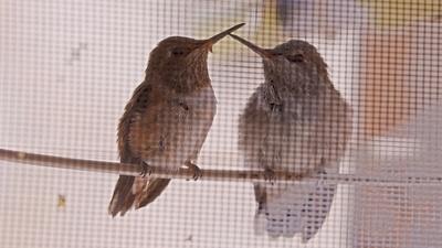 A Hummingbird Love Story
