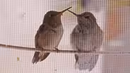A Hummingbird Love Story