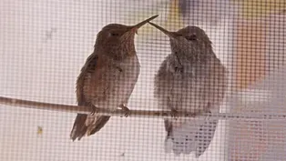 A Hummingbird Love Story