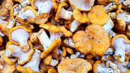 Fast Forage: Chanterelle Mushrooms