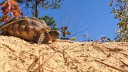 Threatened Species