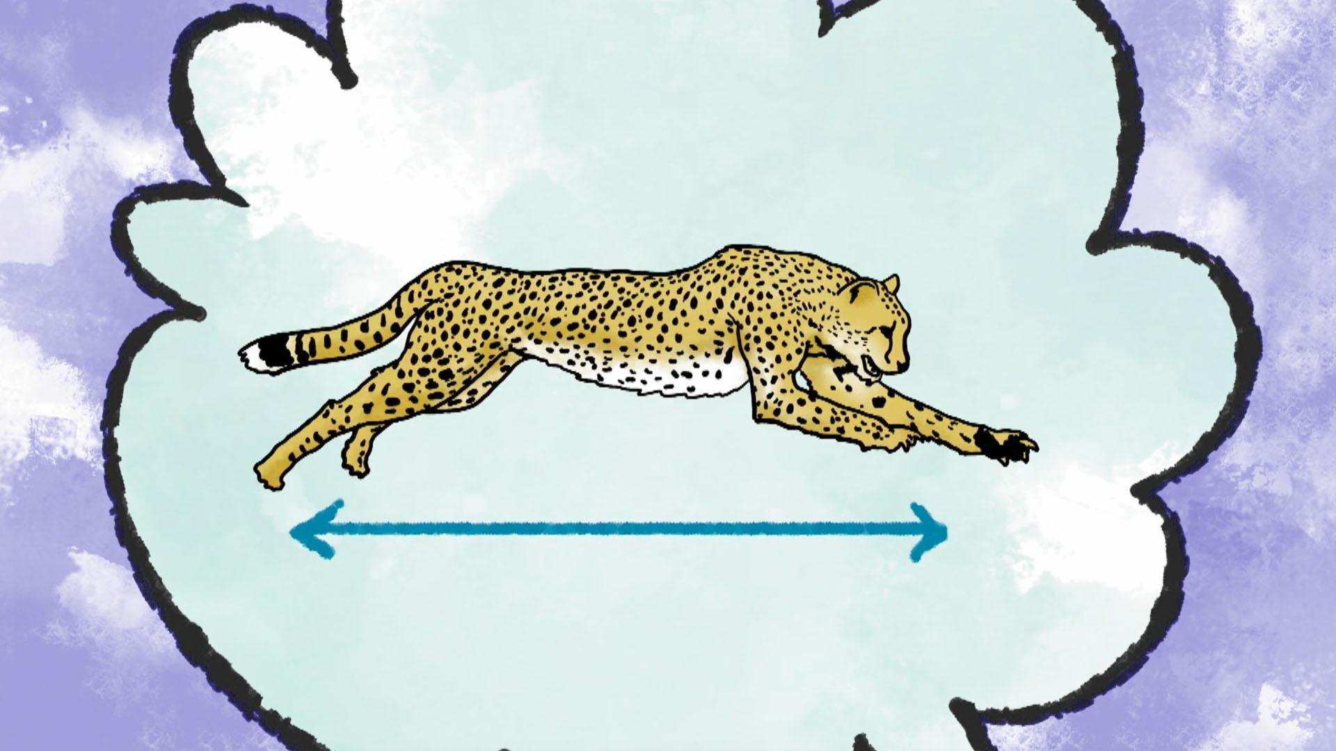 That's So Interesting!: How Do Cheetahs Run So Fast?