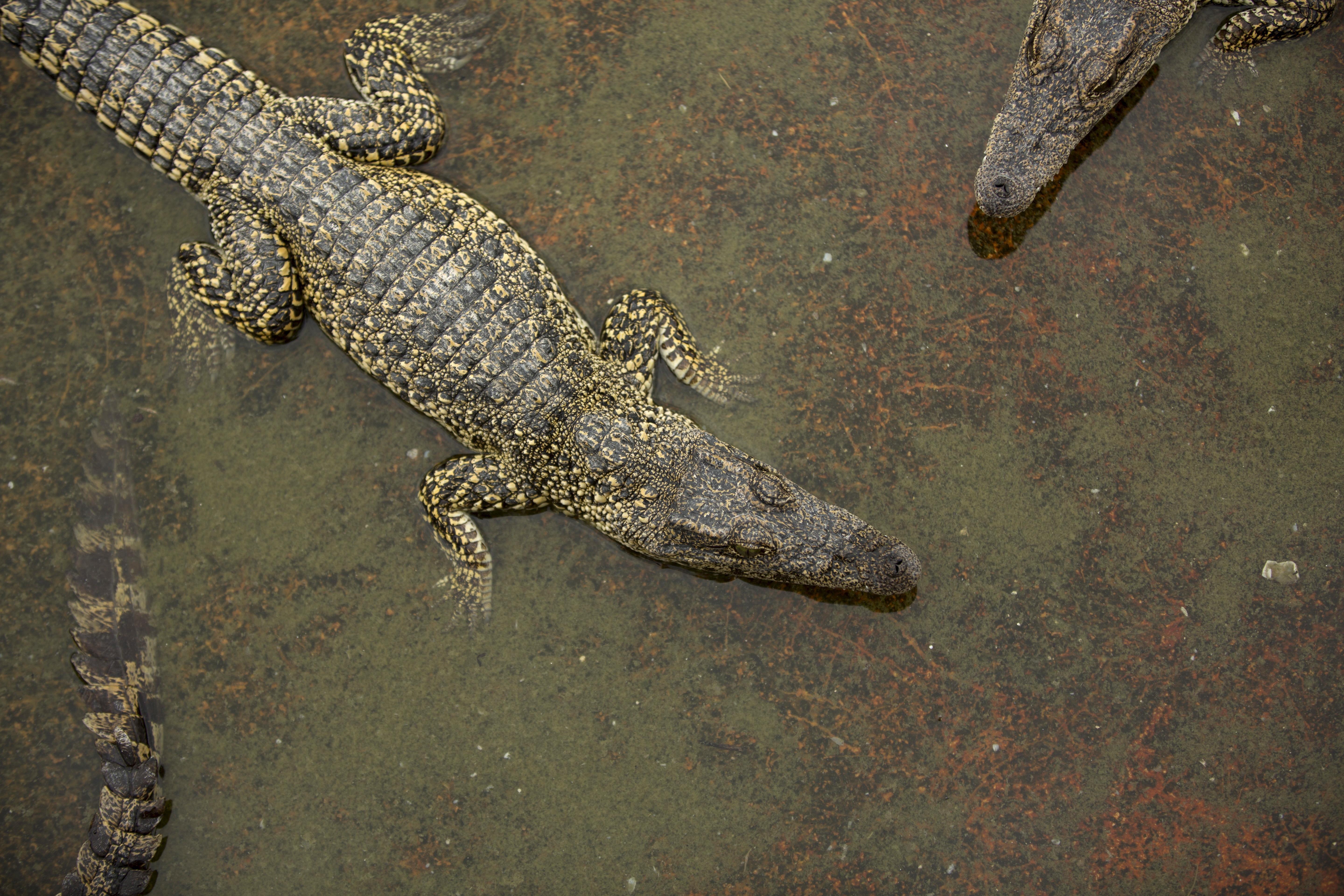 Why Cuba is home to a bounty of rare species