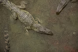 Why Cuba is home to a bounty of rare species