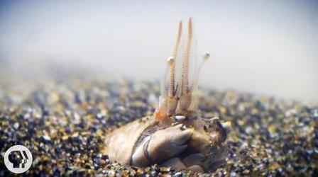 Video thumbnail: Deep Look For Pacific Mole Crabs It's Dig or Die
