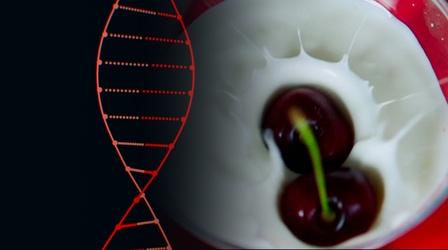 Video thumbnail: NOVA The "Holy Grail of Yogurt" is CRISPR
