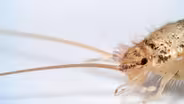 Firebrats and Silverfish Are Rocking Some Old-School Looks